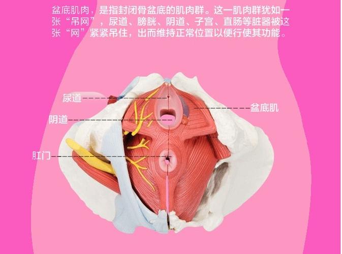 盆底康复仪 产后盆底肌肉 松弛 前后壁膨出 漏尿 脱垂