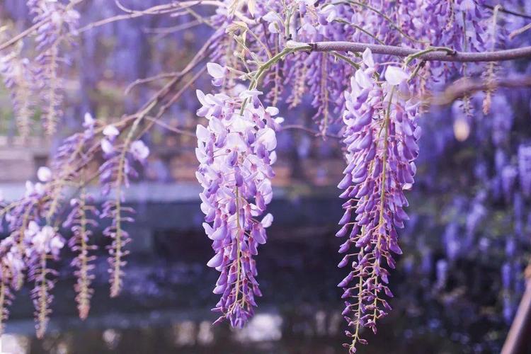 我先去看紫藤花了!