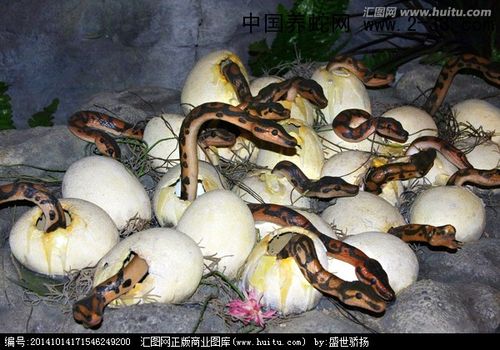 刚孵出来的蛇蛋长什么样子