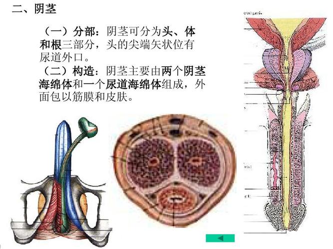 (二)构造:阴茎主要由两个阴茎 海绵体和一个尿道海绵体组成,外 面包