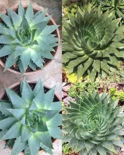 想让芦荟开花,避开这"三怕",当月催出一圈苞,芬芳宜人