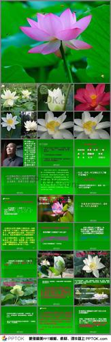 部编版三年级语文下册ppt课件 → 小学三年级下学期语文《荷花》ppt