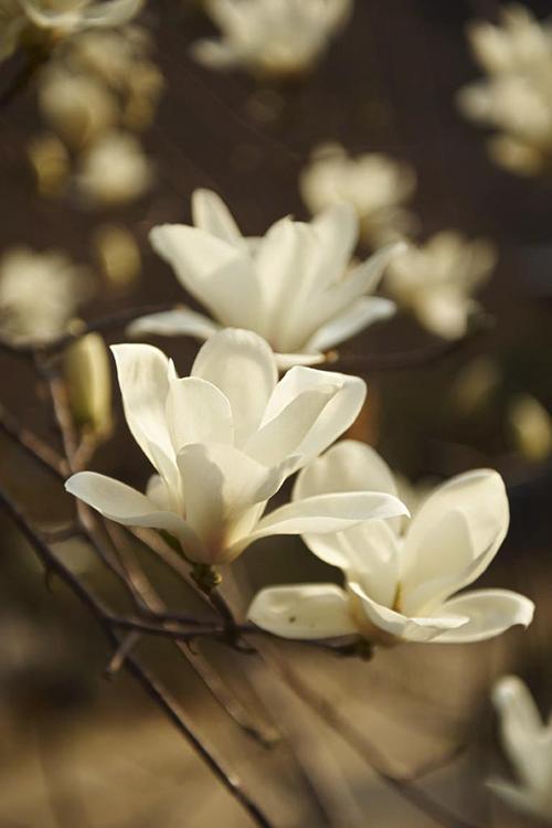 木兰 - 植物学用语