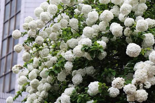 木绣球春日开花,花期3~5月,绣球夏季开花,花期6~8月. 木绣球只有