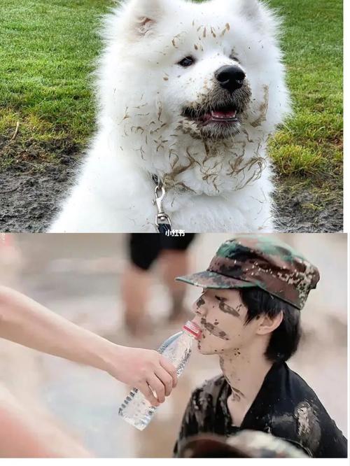 刘耀文_代餐_狗狗_娱乐_明星娱乐资讯