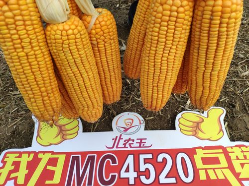 玉米好品种 mc4520