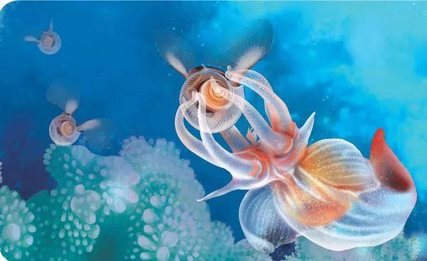 海天使属于肉食性动物,主要食物是浮游性小卷贝,也有一些海天使捕食