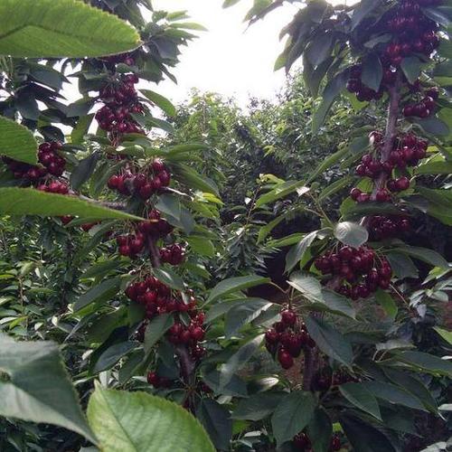 辽宁大连普兰店区 大连樱桃