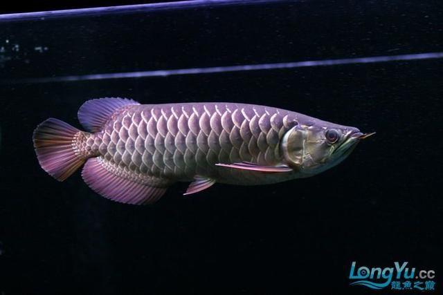 过程,有兴趣的朋友可以查阅,今天给大家分享一条金龙鱼的6年饲养记录
