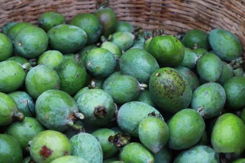 【走向我们的小康生活】大兴镇高桥村:菲油果成村民"致富果"_手机搜狐