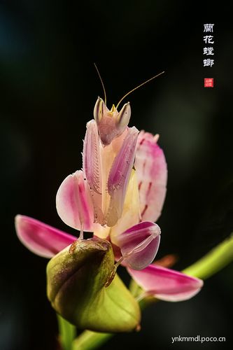 兰花螳螂-摄影-猫哆哩-poco摄影作品展示