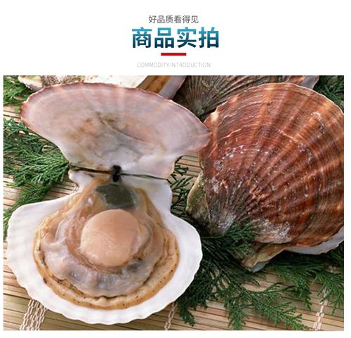 大元贝虾夷扇贝 半壳大扇贝肉多 新鲜元贝活冻海鲜500g