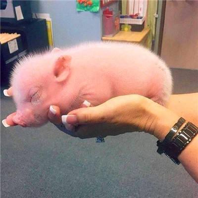 搞笑猪头微信头像