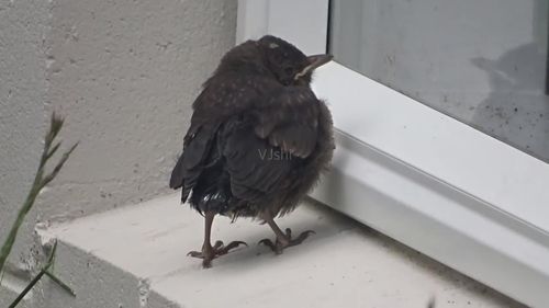 黑鸟叫声——孤独的小鸟叫声_1280x720_高清视频素材