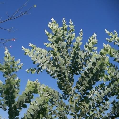 蓝桉树有什么寓意