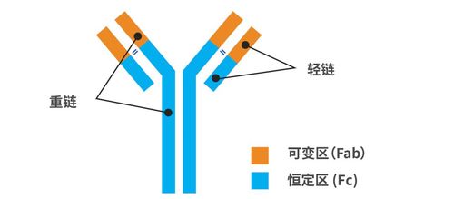 致敬肿瘤免疫40年!免疫细胞与癌细胞融合,让小鼠表达人的抗体