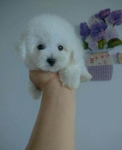 自家养宠物超小体型比熊