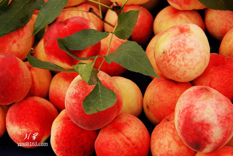 诱人的鲜桃 摄影 引擎