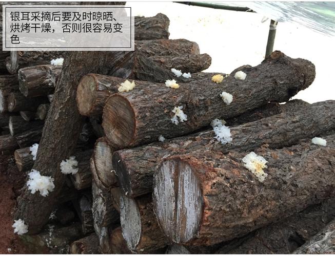 【京燕】银耳干货原生椴木银耳精选白木耳雪耳基地自产