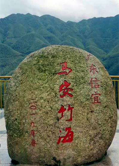 旅游| 信宜万亩竹海满目苍翠