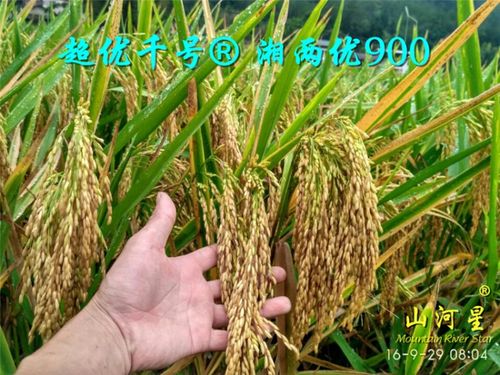超优千号湘两优900水稻谷种子超级杂交稻汕稻中晚稻大米