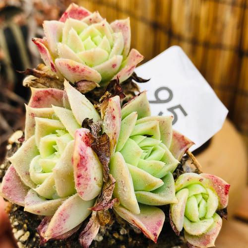 梅丽格翡翠塔一物一拍群生唯美多肉仙红色多头绿植