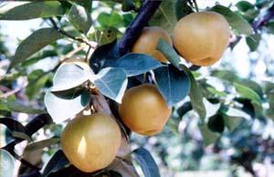 黄花梨 - ymazhangqiang - ymazhangqiang的博客