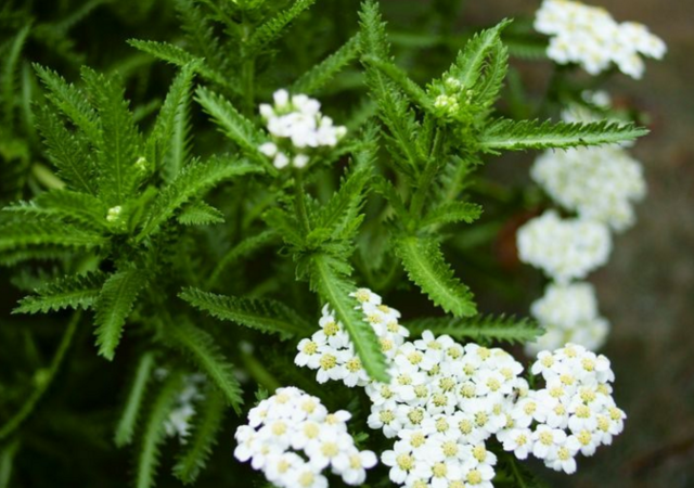 一枝蒿,中文学名为蓍草.