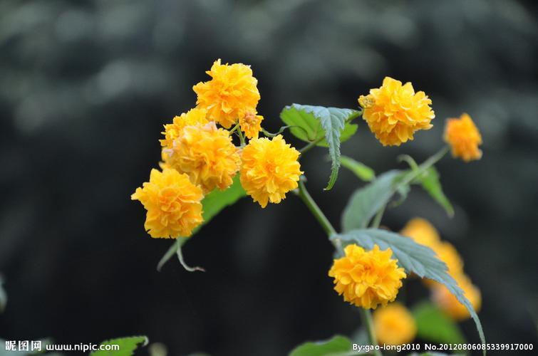 重瓣棣棠花图片