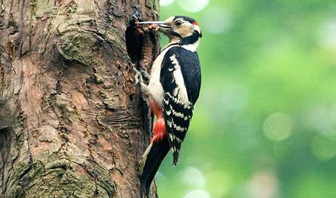 它是常见的留鸟,在我国分布较广的种类有绿啄木鸟和斑啄木鸟.