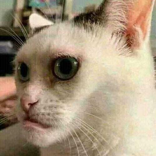 你见过最丑的猫丑到什么程度了