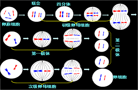 想知道生物减数分裂的图片及过程
