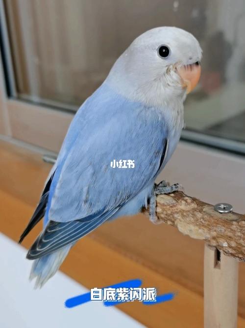 手养桃面牡丹鹦鹉_牡丹_鹦鹉_断奶_牡丹鹦鹉_宠物