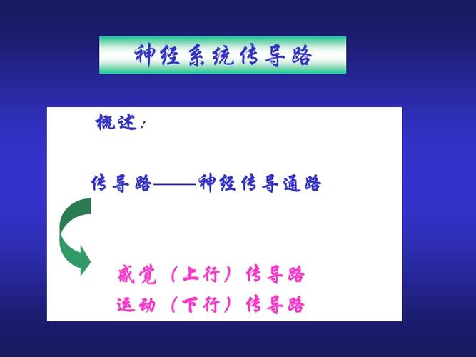 《神经传导通路》ppt课件.ppt
