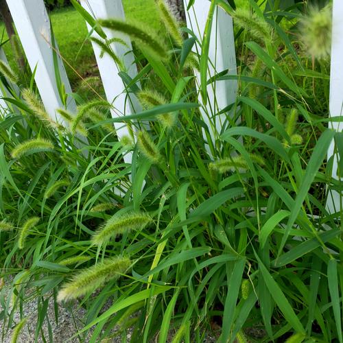狗尾巴草