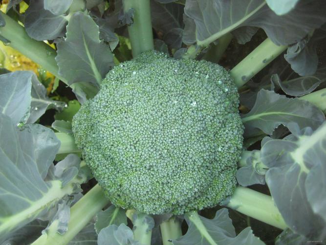 绿雄90是从日本tokita种子有限公司引进的中晚熟青花菜品种,审定编号