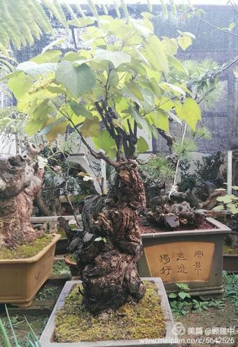 野葡萄——螺峰华盖