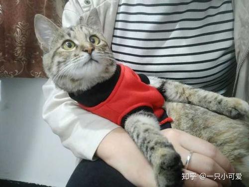 zhihu.com/video/1261100331926728704 流浪猫七七蓝白https://www.