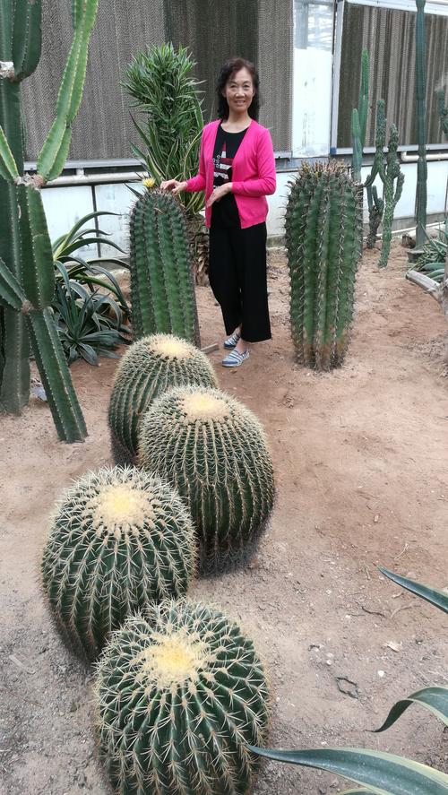 超大的仙人球.还是我第一次见到.