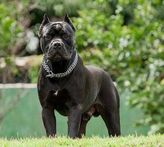 大冶市卖纯种卡斯罗犬成年卡斯罗犬多少钱一条