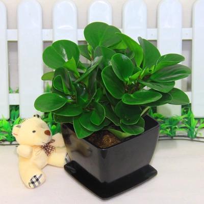 喜欢盆栽水培植物豆瓣绿的还喜欢