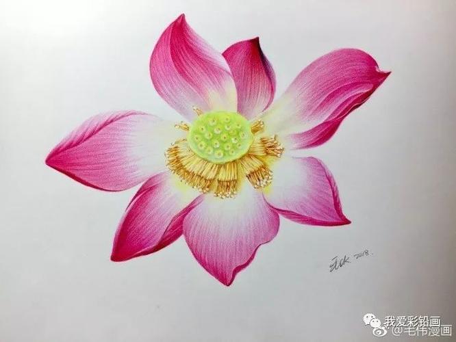 彩铅荷花绘画步骤~_素描教程绘画学院_零二七艺考