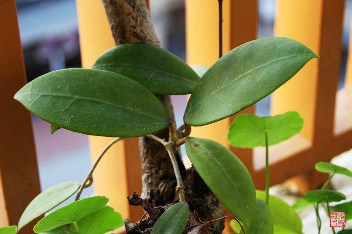 眼树莲属植物一种