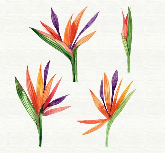 支付宝"薅羊毛"免费领红包素材分类: 矢量花草树木所需点数:0点4款