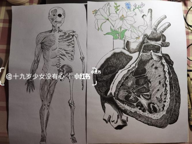 人体解剖绘图_人体解剖_文化_绘画