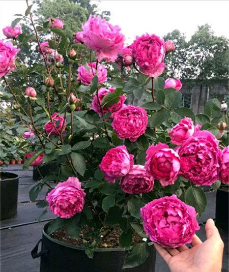 贵州大妈别的花不爱,就喜欢养月季,院子里养了4种,都是精品