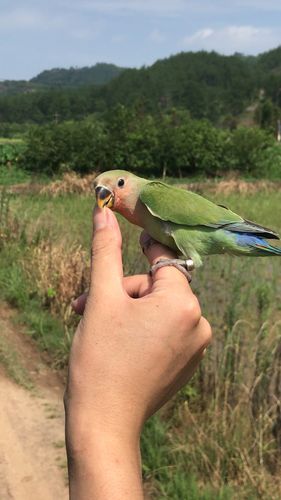 小伙子训鸟确实厉害!随便飞