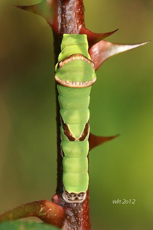 湖北凤蝶幼虫几种