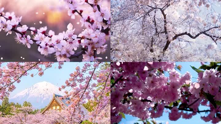 春天花开美景桃花樱花梨花百花绽放(二)