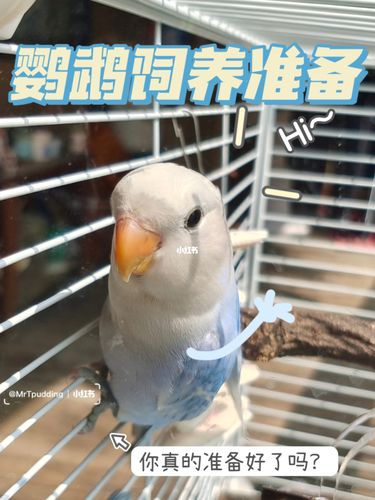 牡丹鹦鹉饲养准备 5自身情况与心理准备